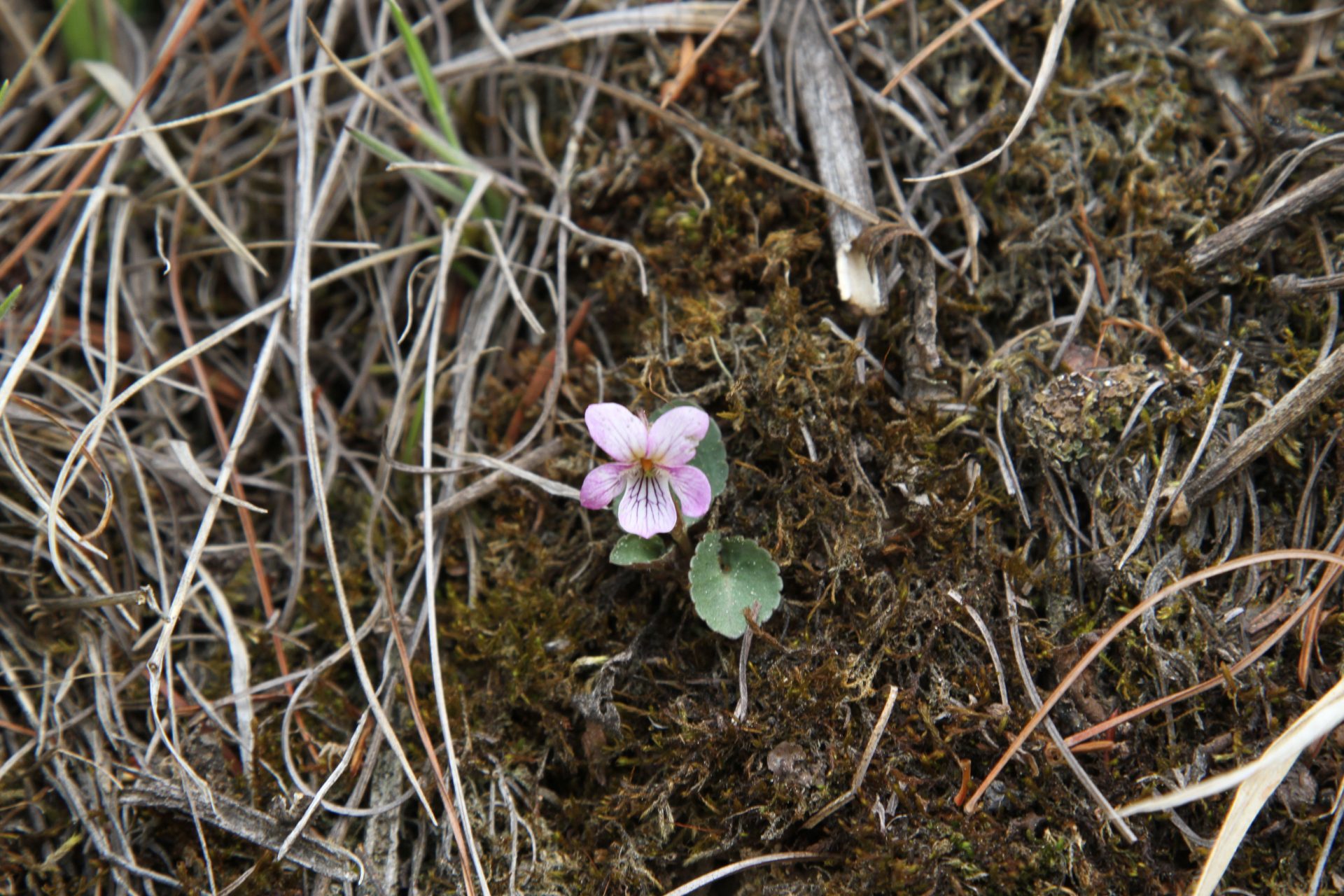 Viola yunnanfuensis — Violaceae