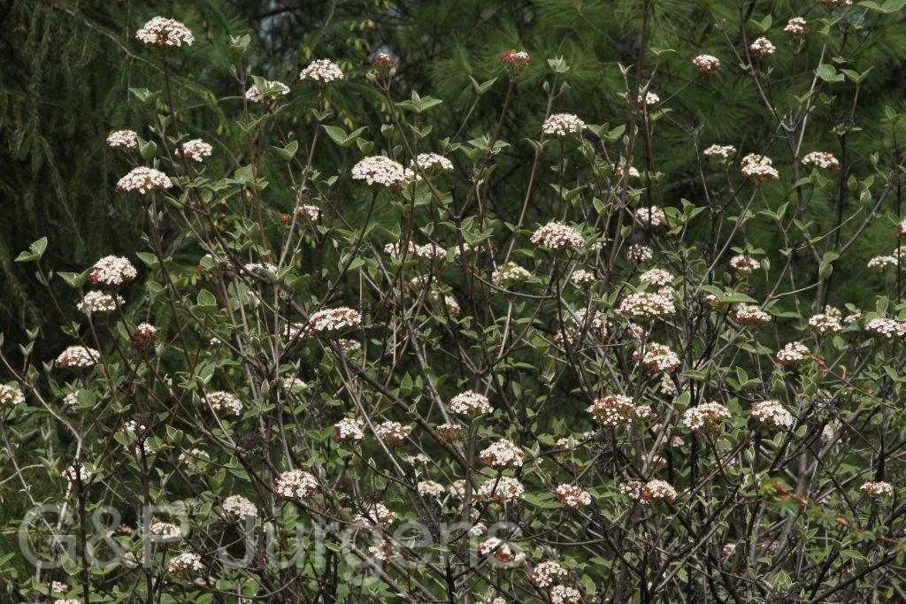 Bhutan2014 965
