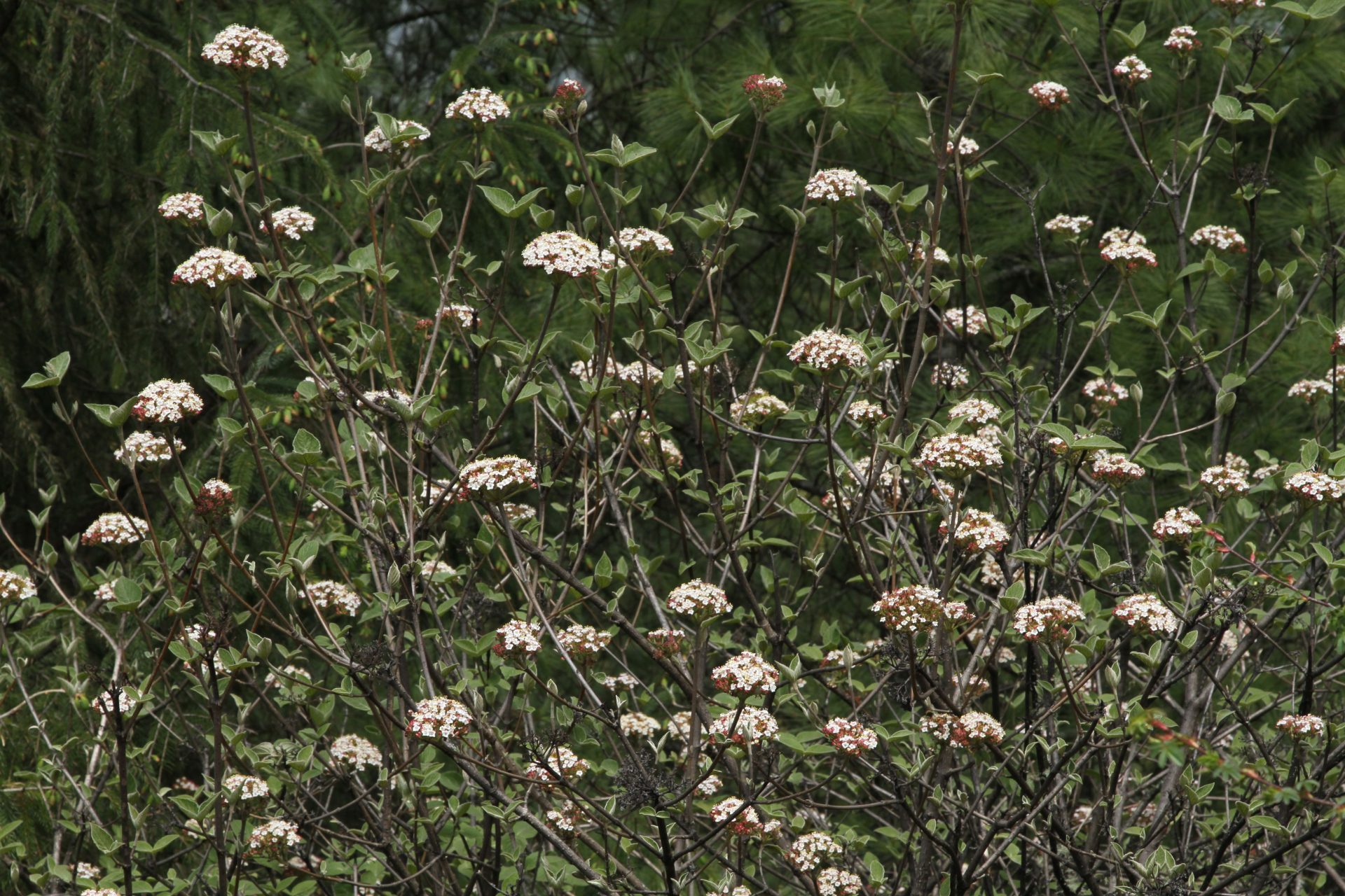 Viburnum cotinifolium — Adoxaceae