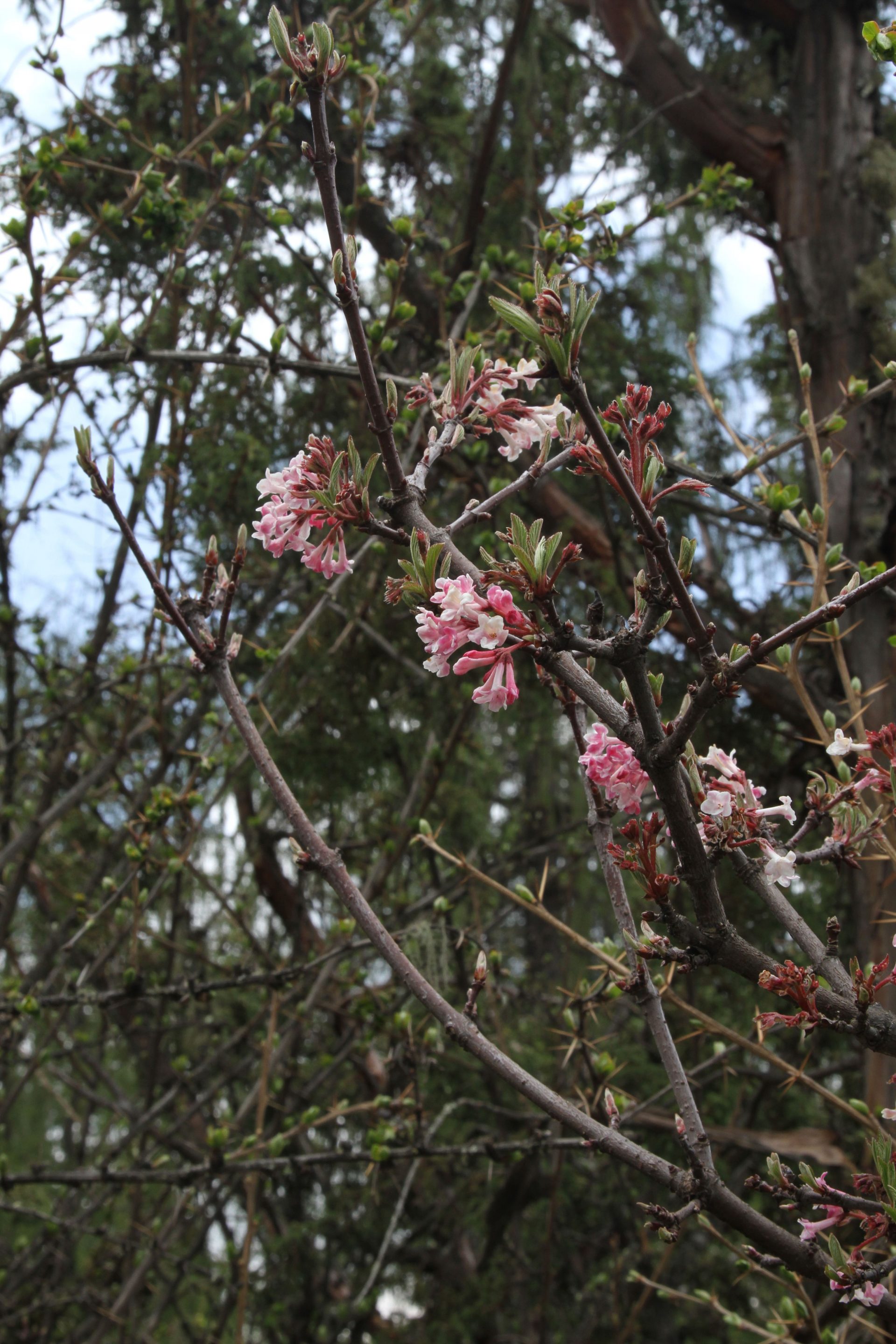 Viburnum grandiflorum — Adoxaceae