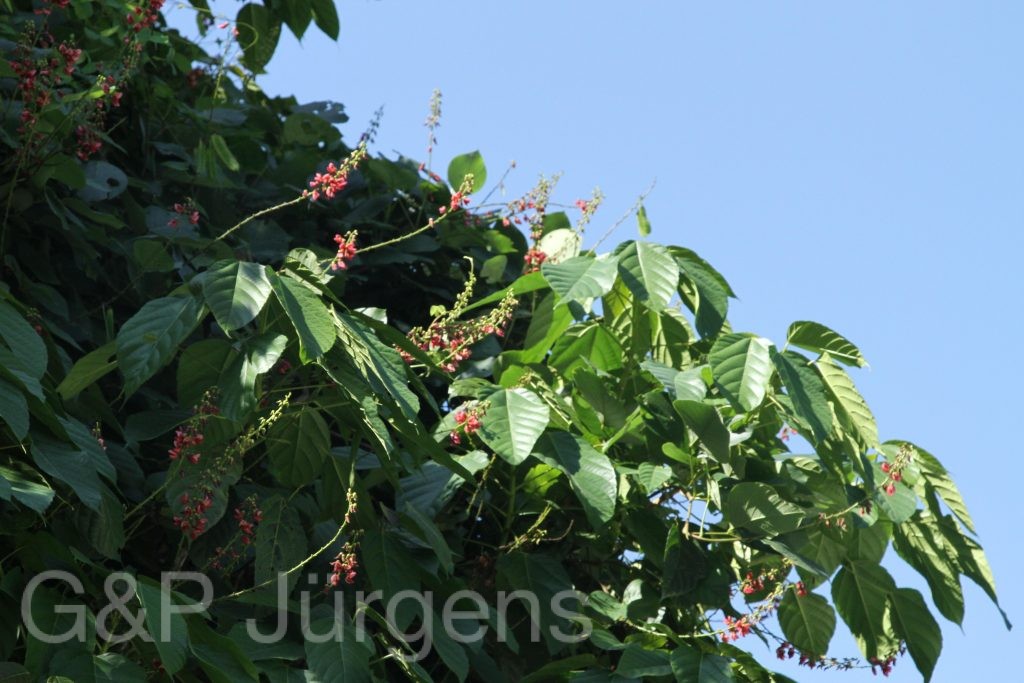 Bhutan2015 109