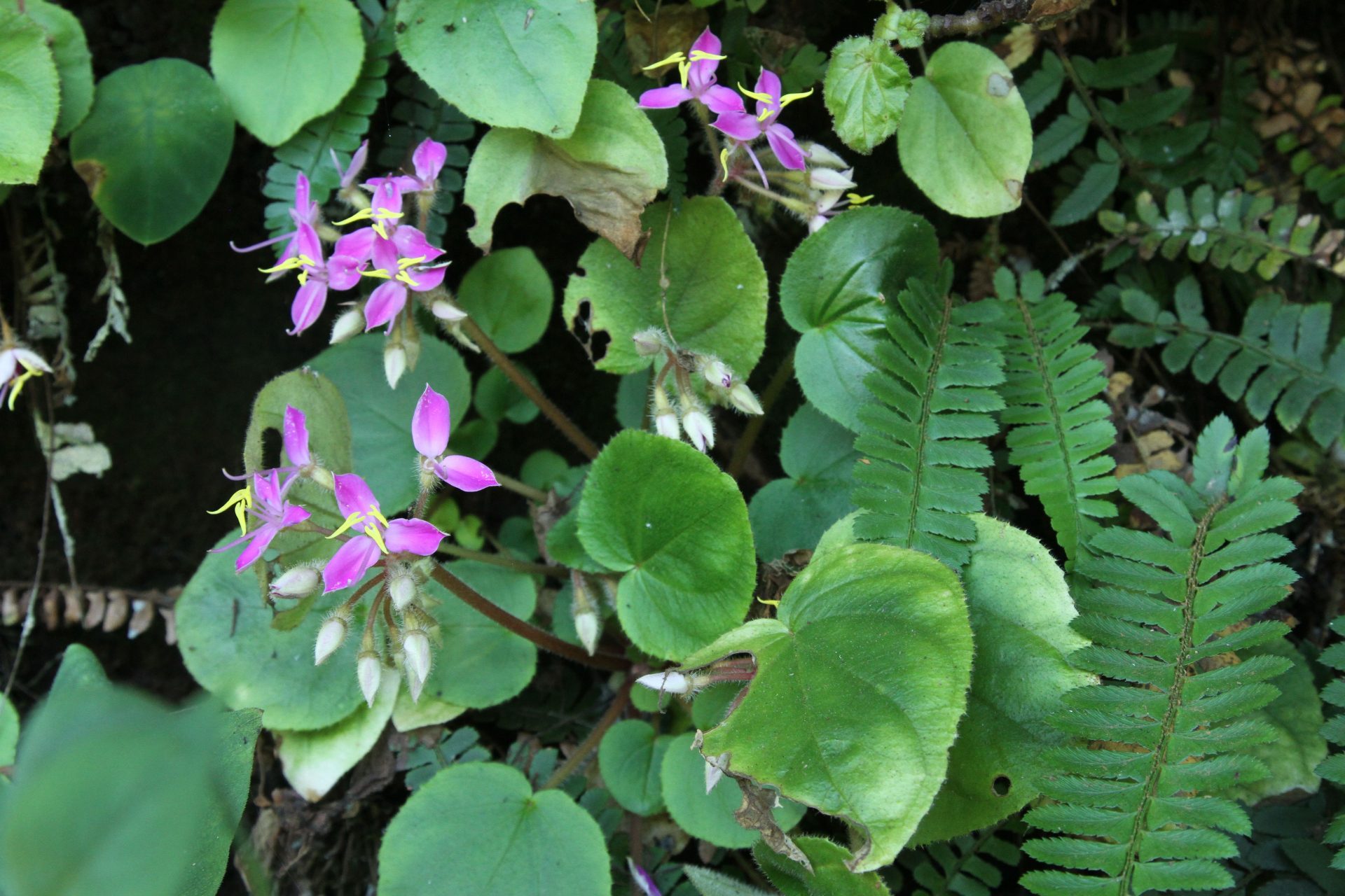 Sonerila khasiana — Melastomataceae
