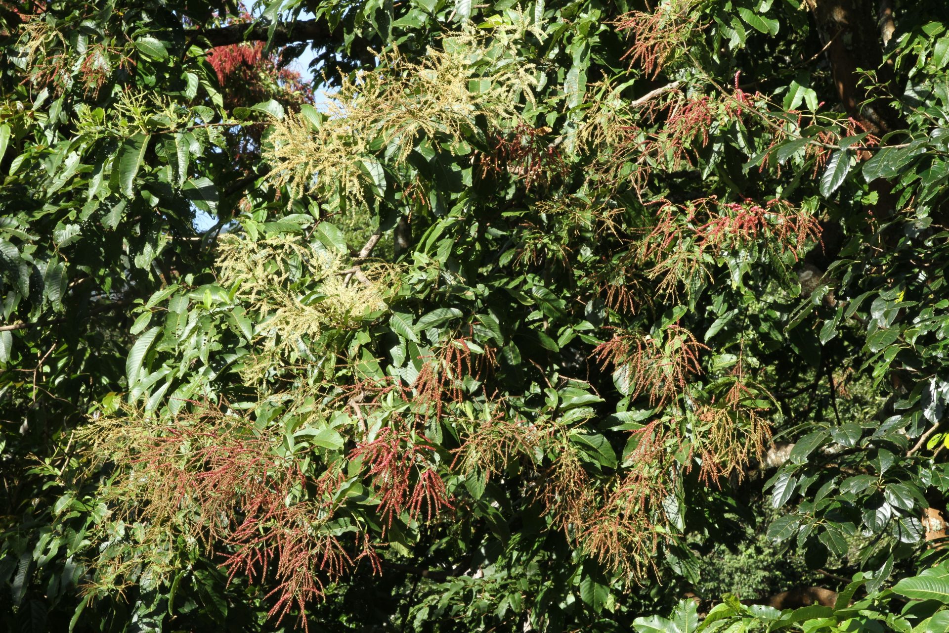 Terminalia myriocarpa — Combretaceae