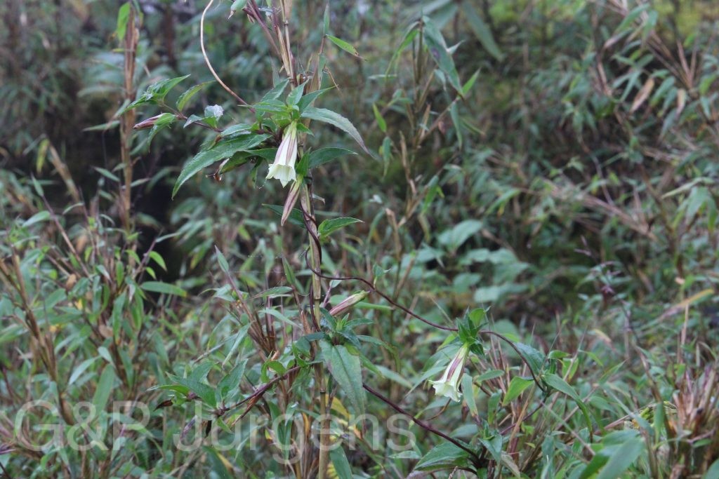 Bhutan2015 23
