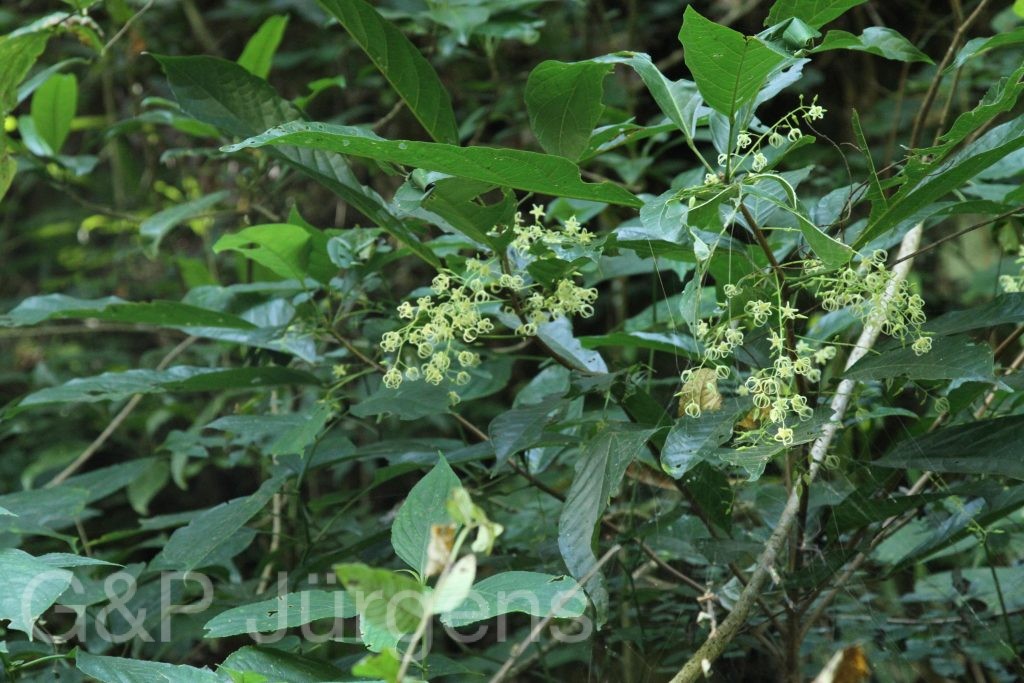Bhutan2015 230