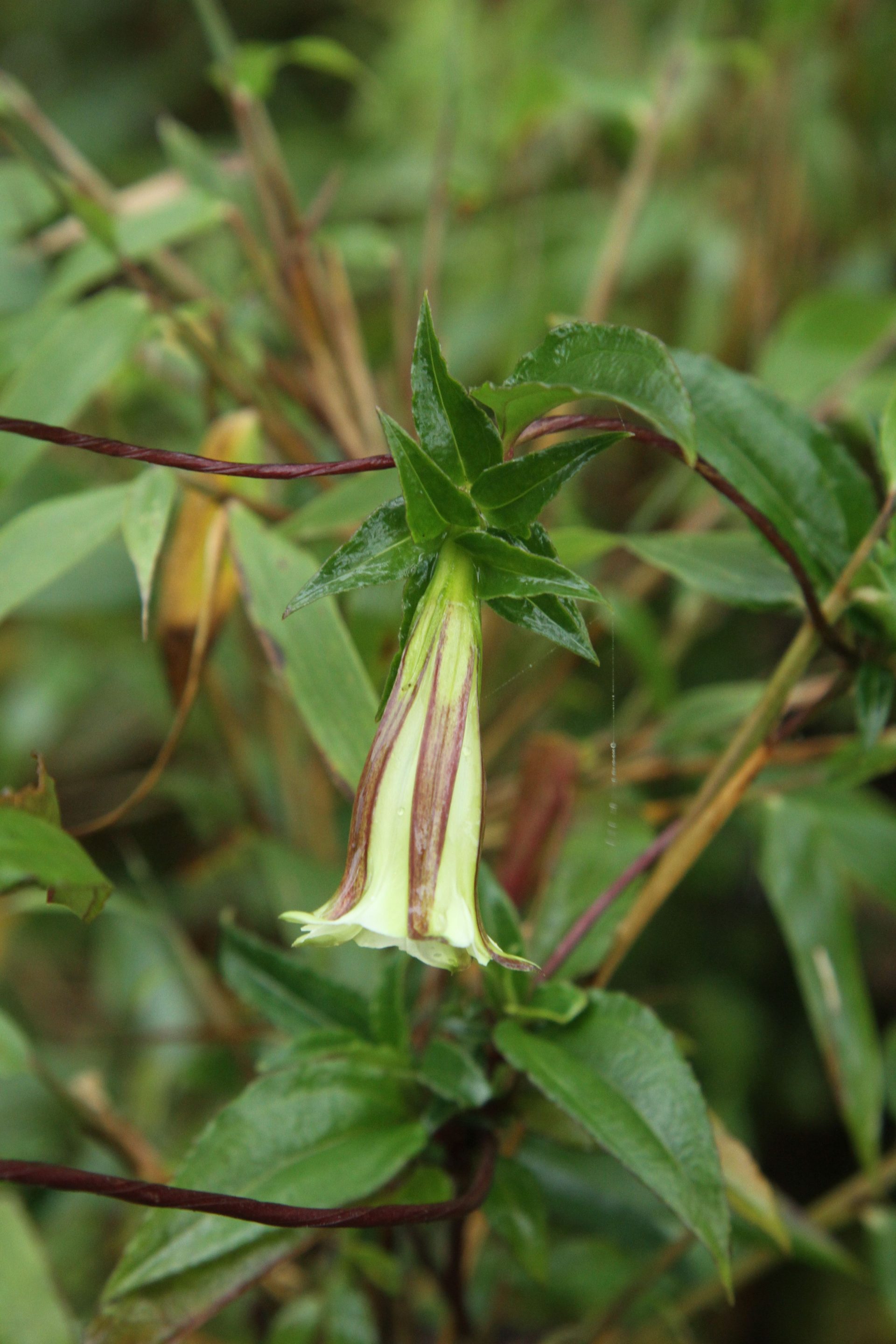 Tripterospermum nigrobaccatum — Gentianaceae