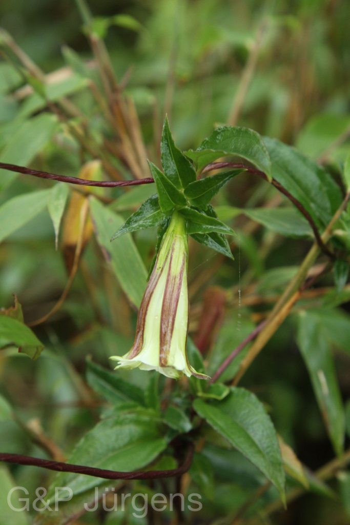 Bhutan2015 25