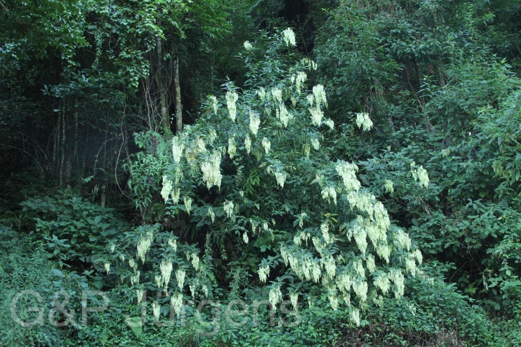 Bhutan2015 286