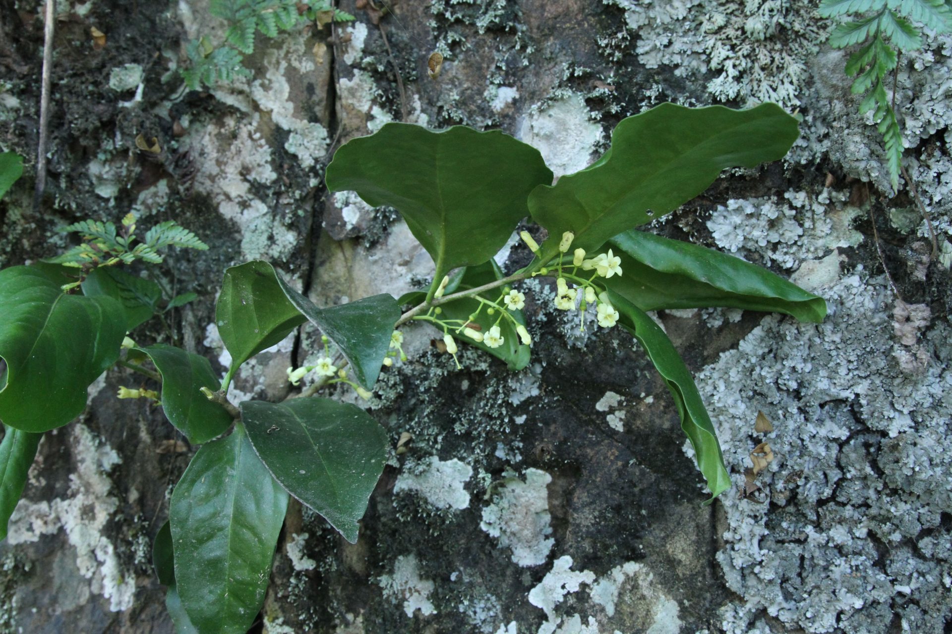 Schoepfia fragrans — Schoepfiaceae
