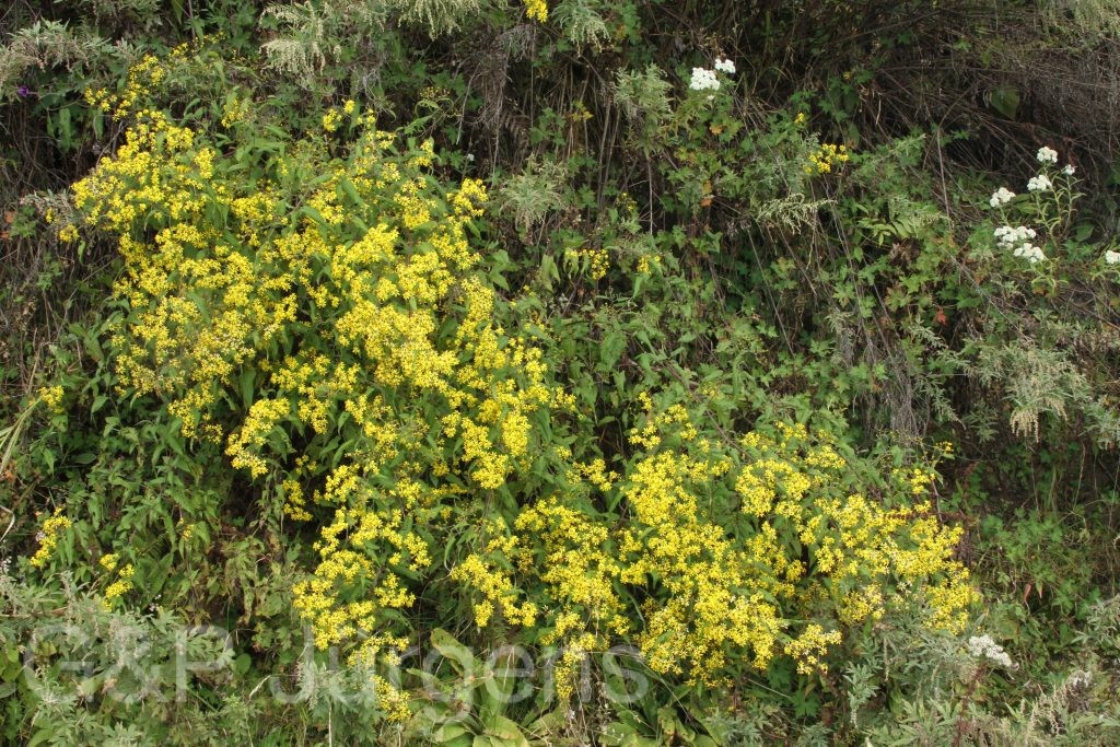 Bhutan2015 327