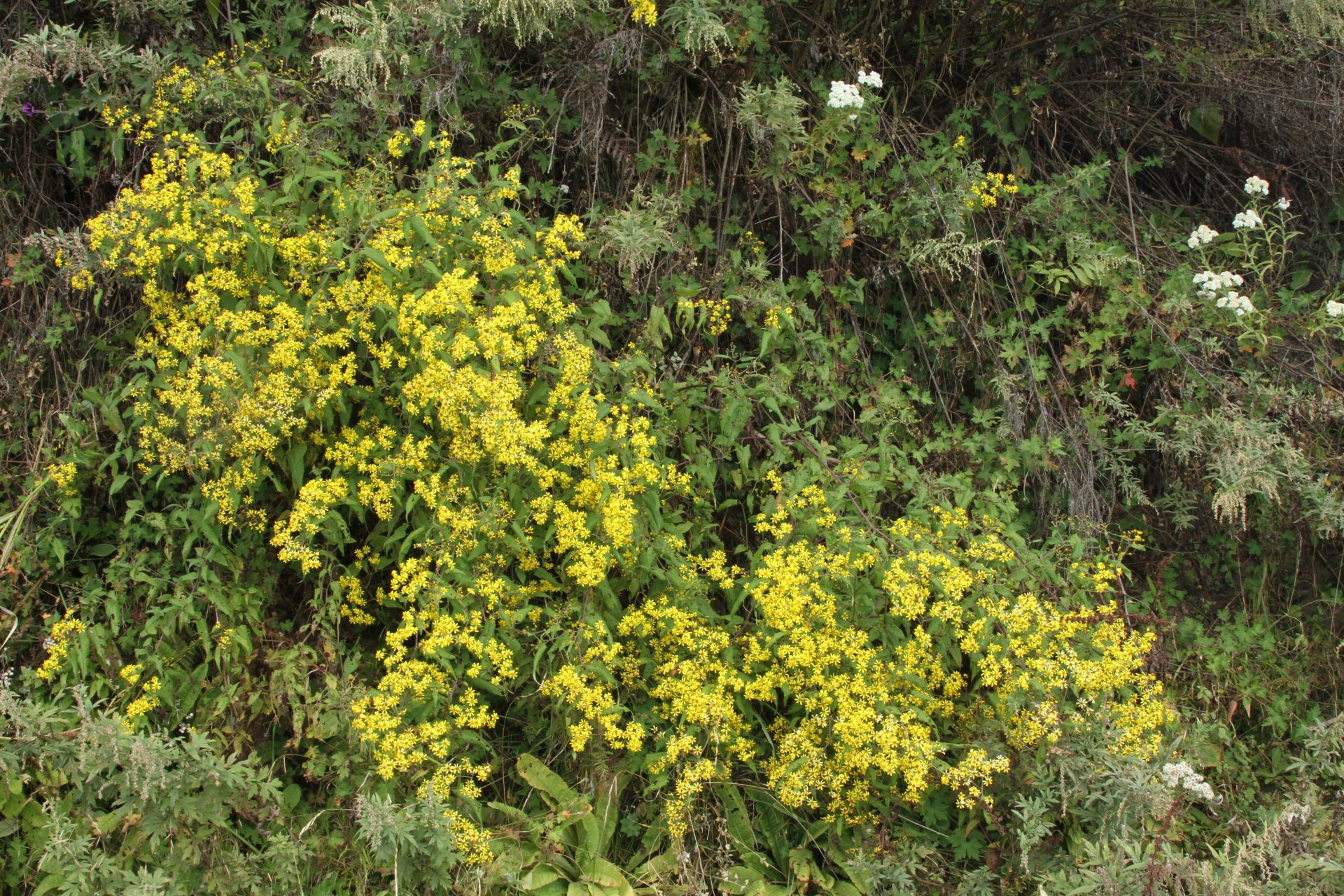 Senecio scandens var. incisus — Asteraceae