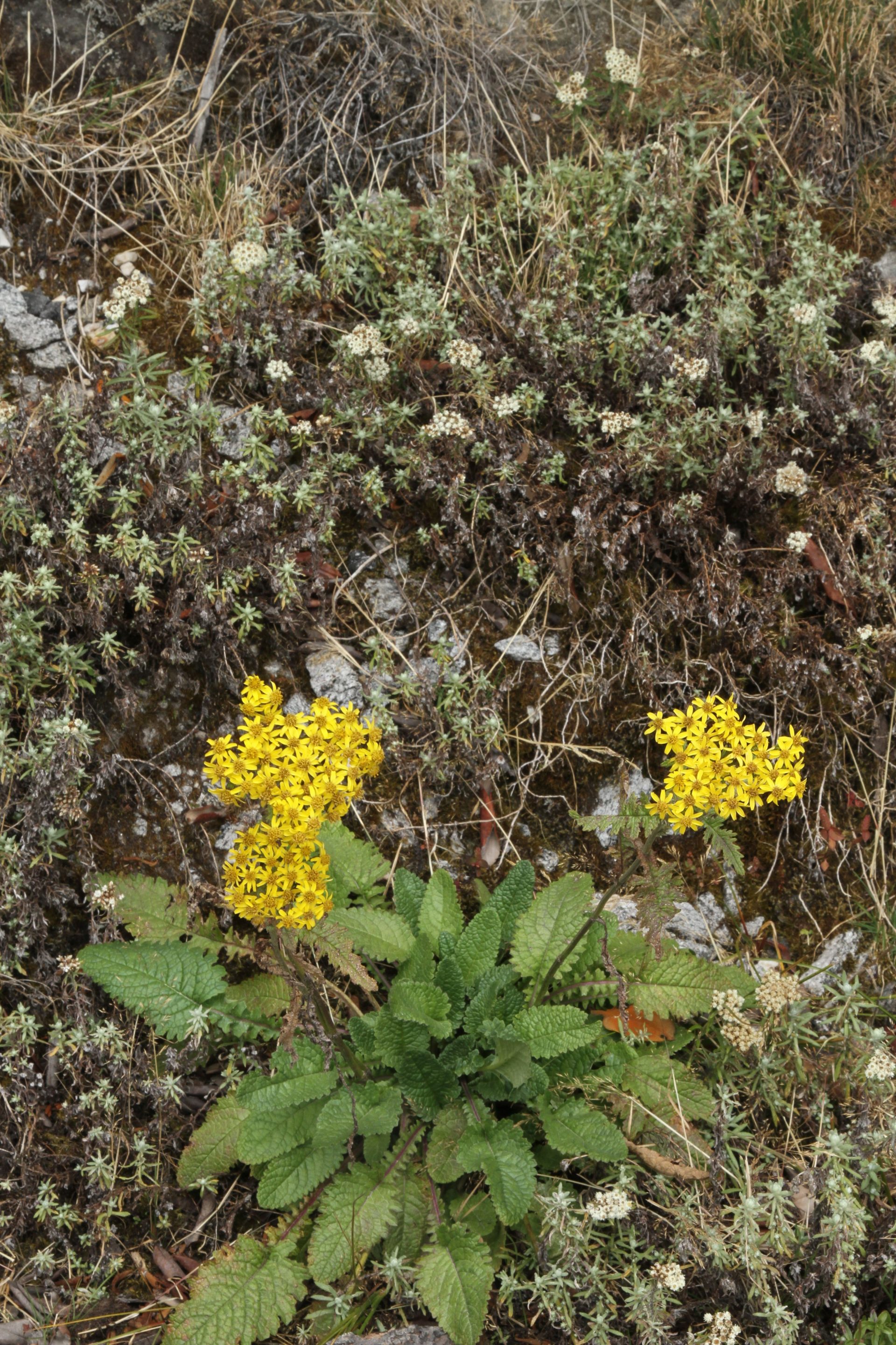 Jacobaea raphanifolia — Asteraceae