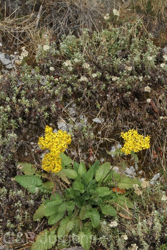 Bhutan2015 379