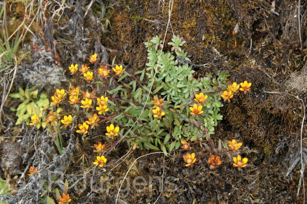 Bhutan2015 386