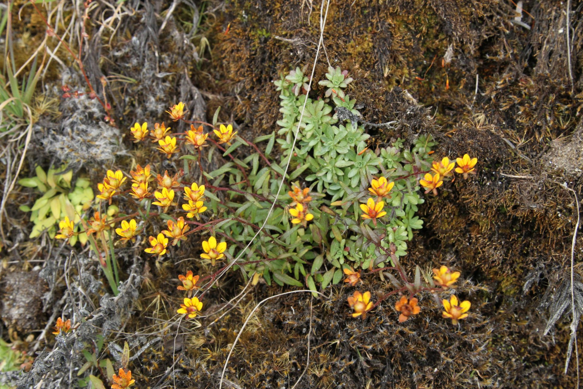 Saxifraga serrula — Saxifragaceae