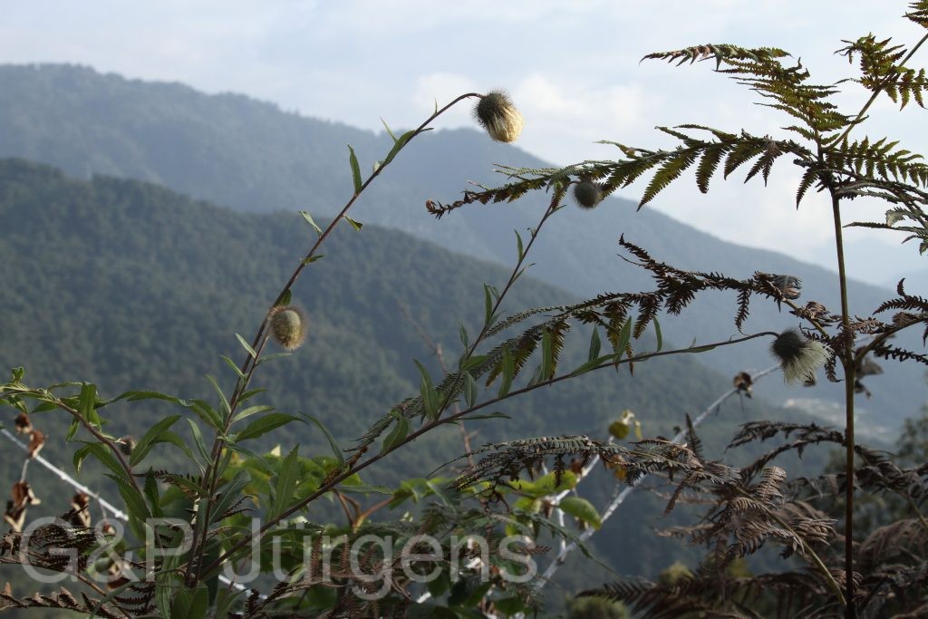 Bhutan2015 462