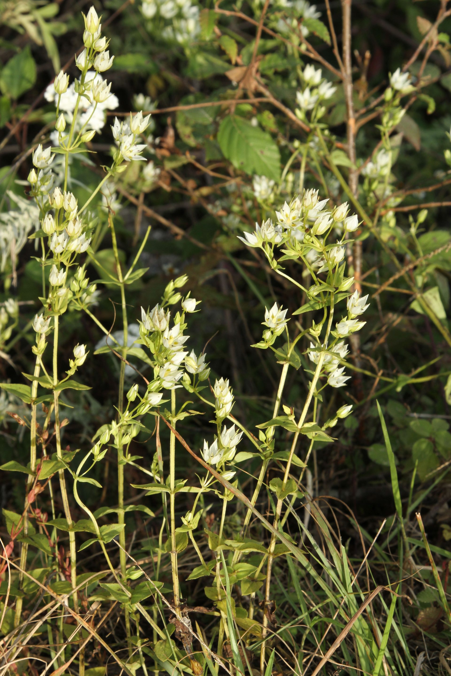 Swertia cordata — Gentianaceae
