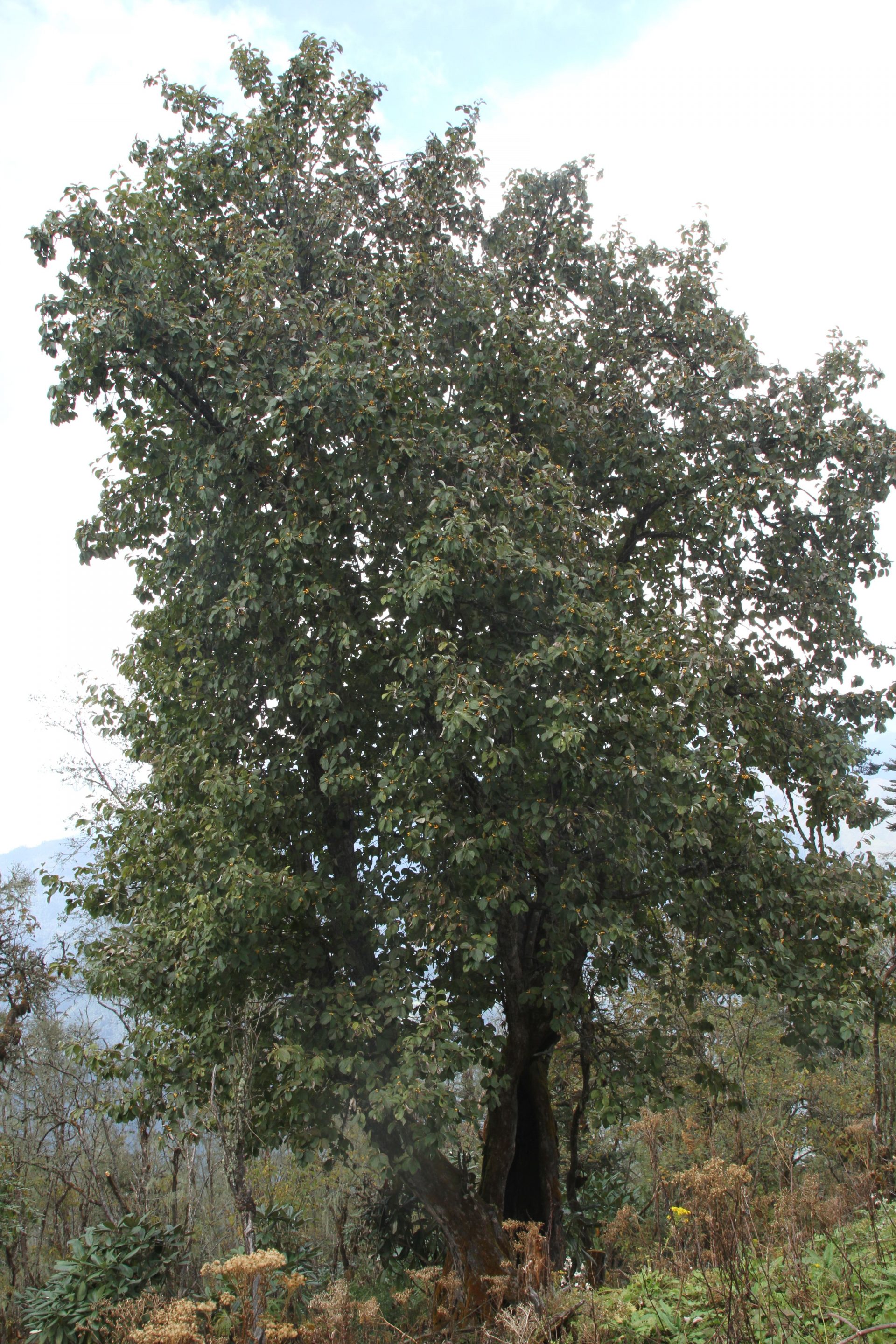 Sorbus thibetica — Rosaceae