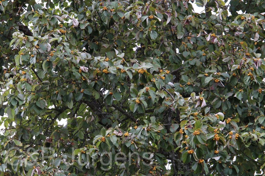 Bhutan2015 497