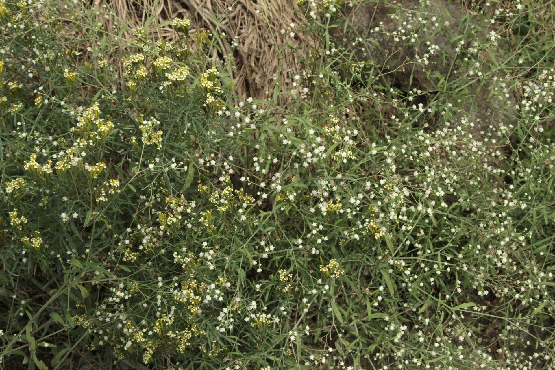 Tagetes minuta — Asteraceae