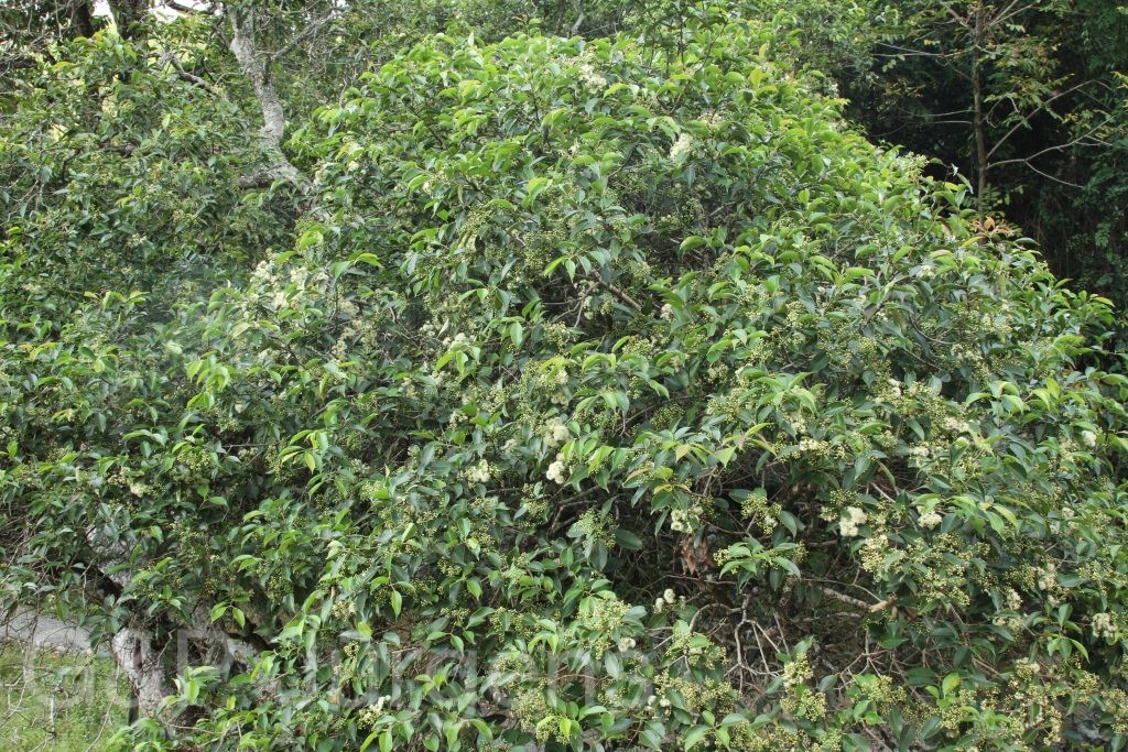 Bhutan2015 529