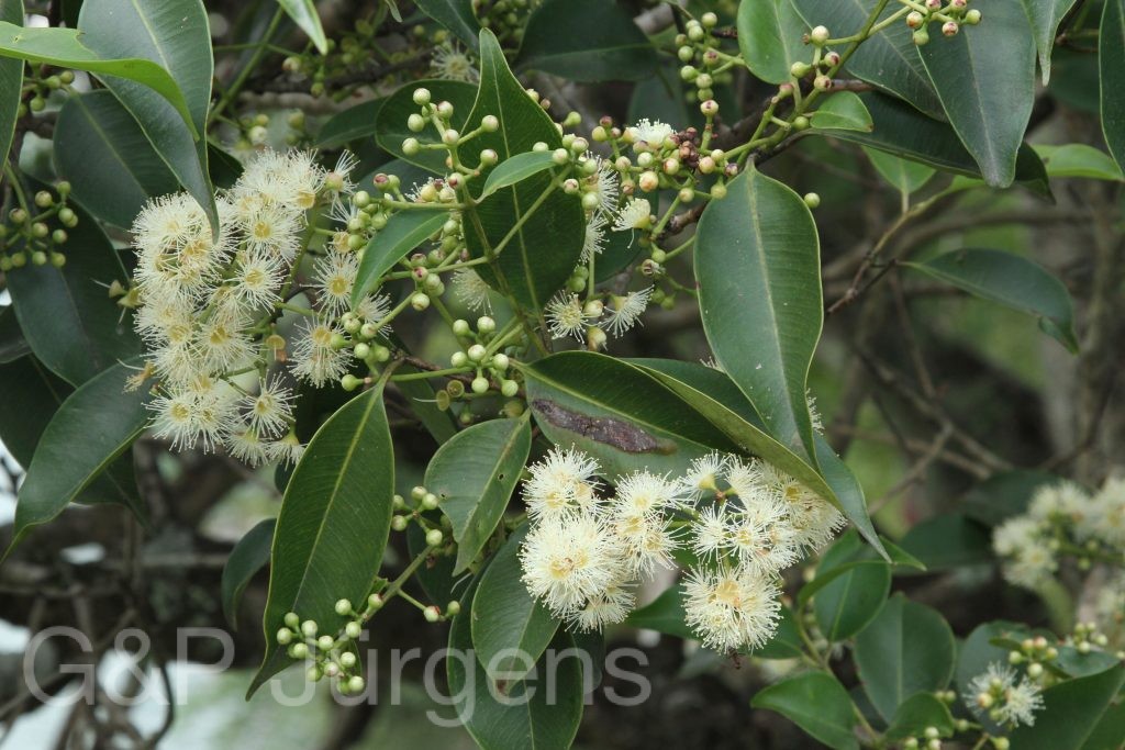 Bhutan2015 531