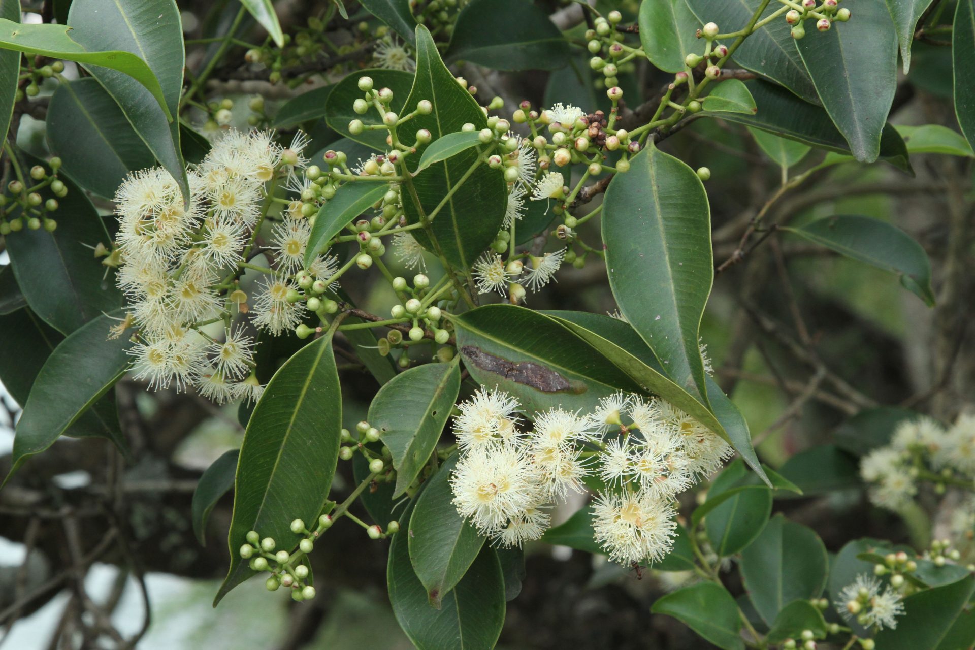 Symplocos lucida — Symplocaceae