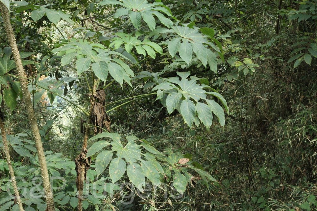 Bhutan2015 591