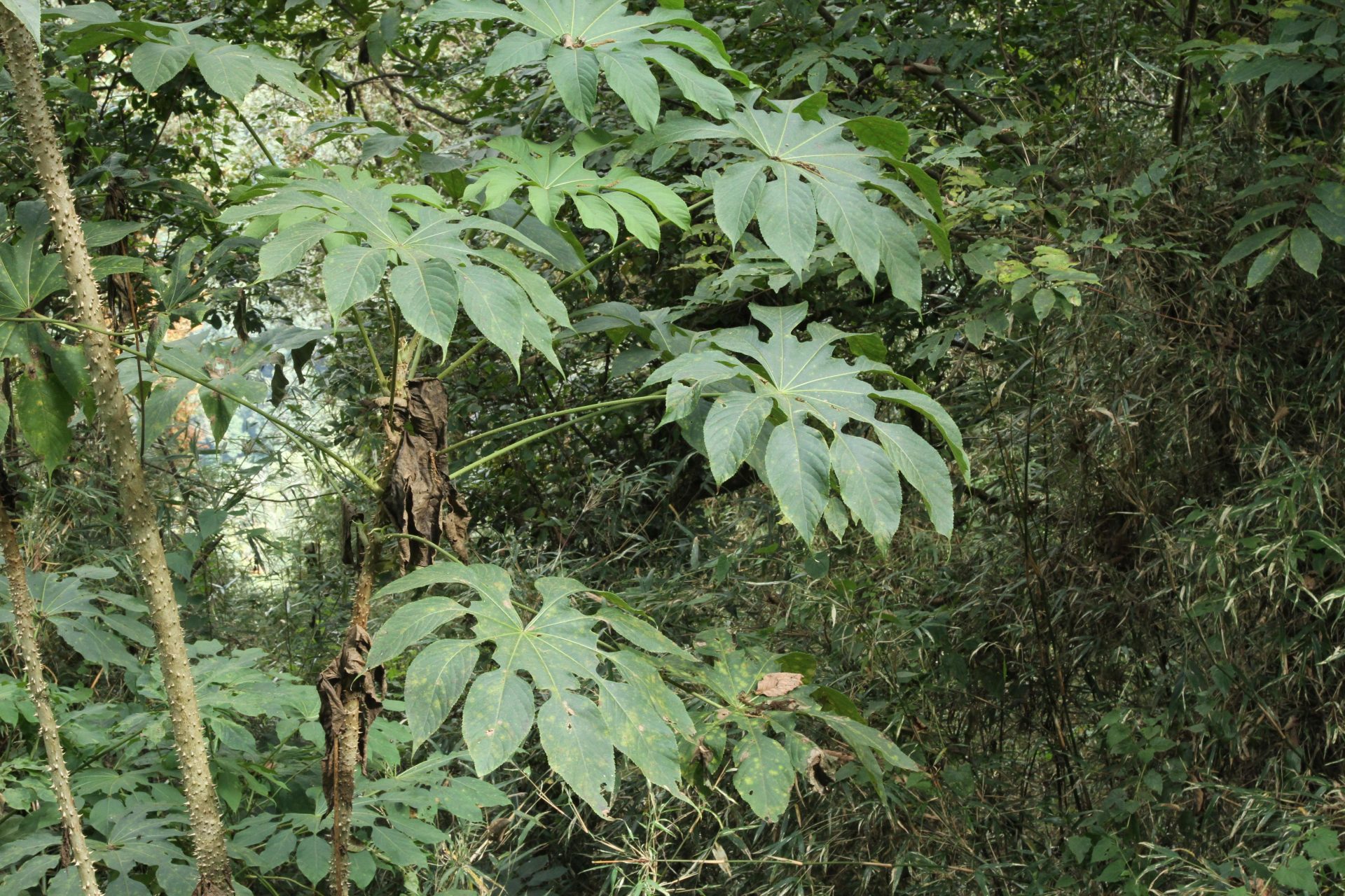 Trevesia palmata — Araliaceae