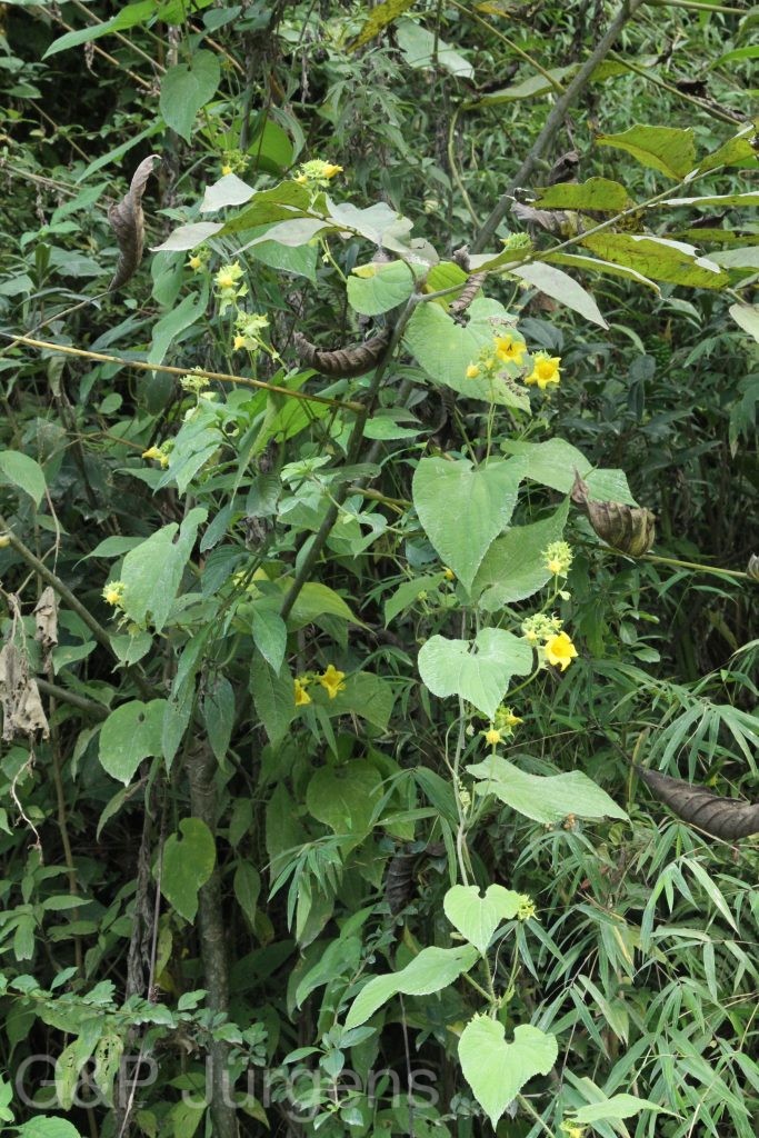 Bhutan2015 63