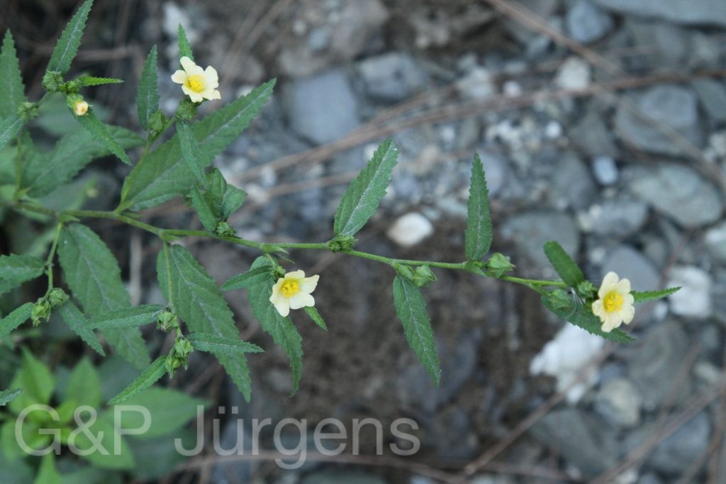 Bhutan2015 66