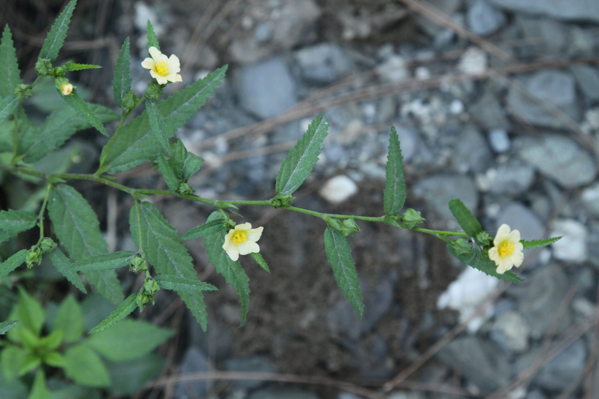 Sida acuta — Malvaceae