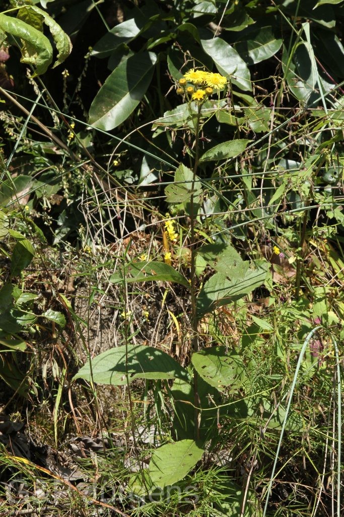 Bhutan2015 74