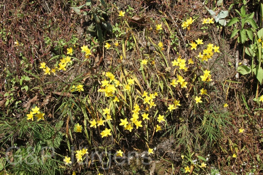 Bhutan2015 77