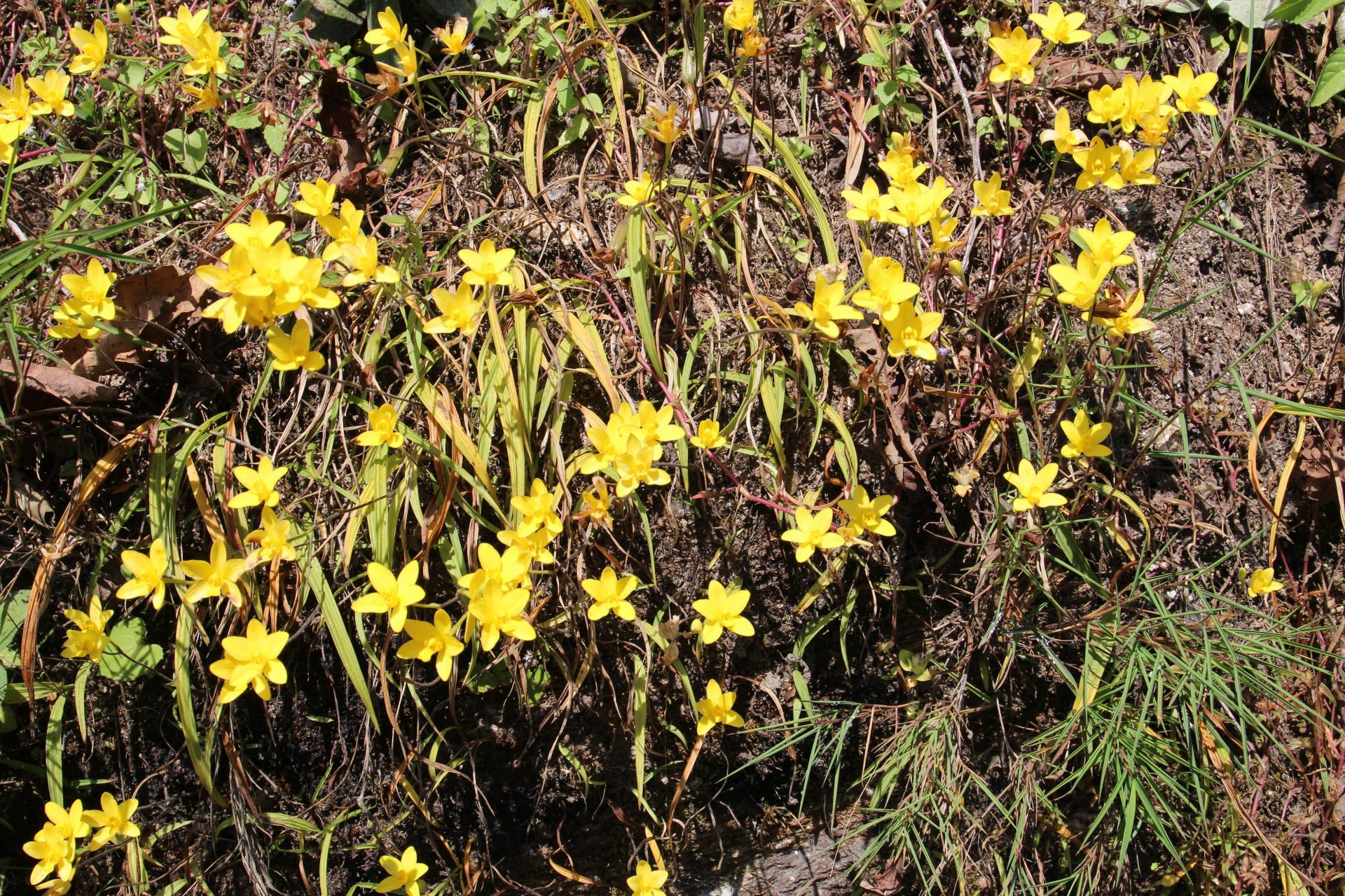 Spathoglottis ixioides — Orchideaceae