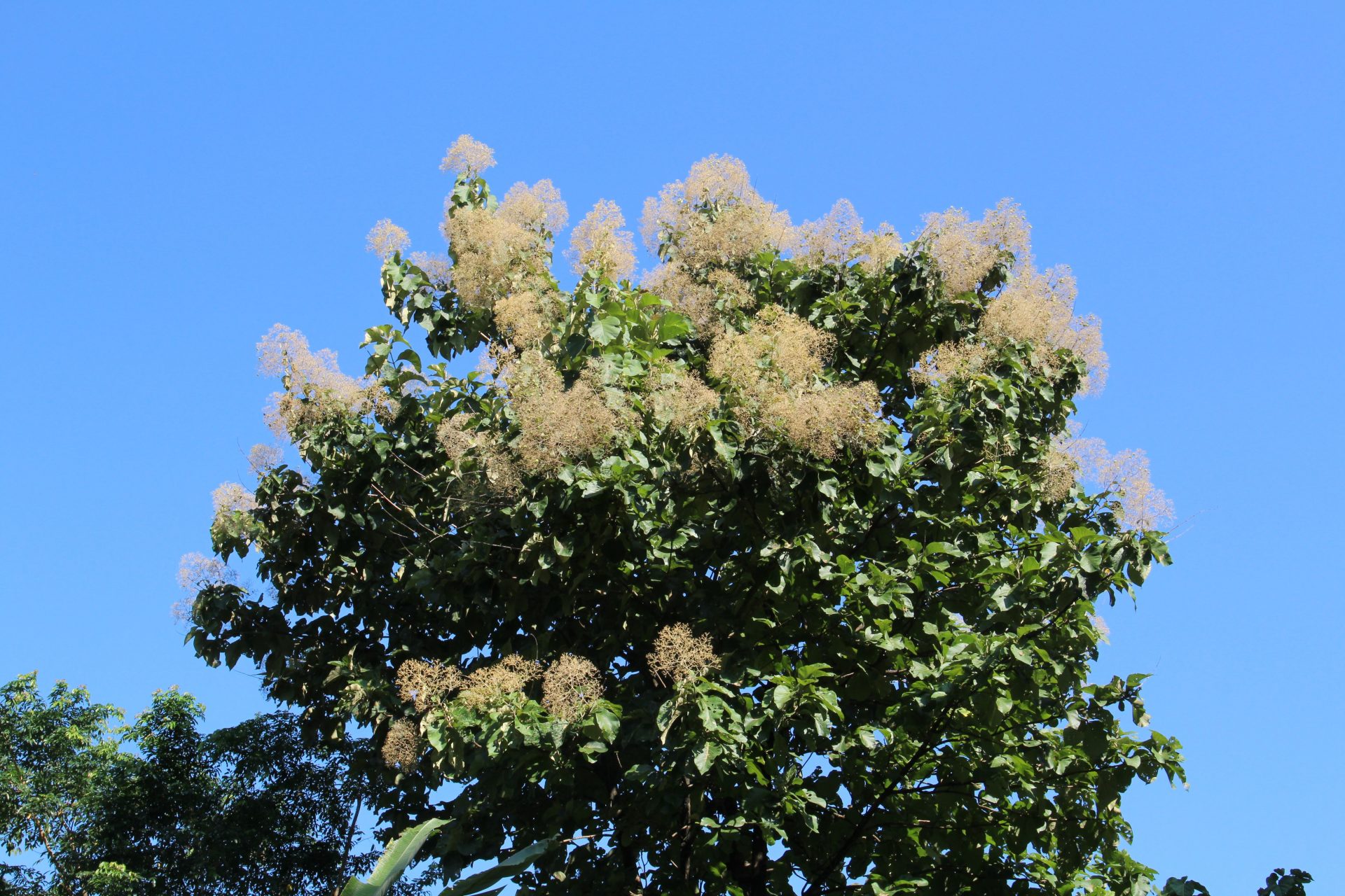 Tectona grandis — Lamiaceae