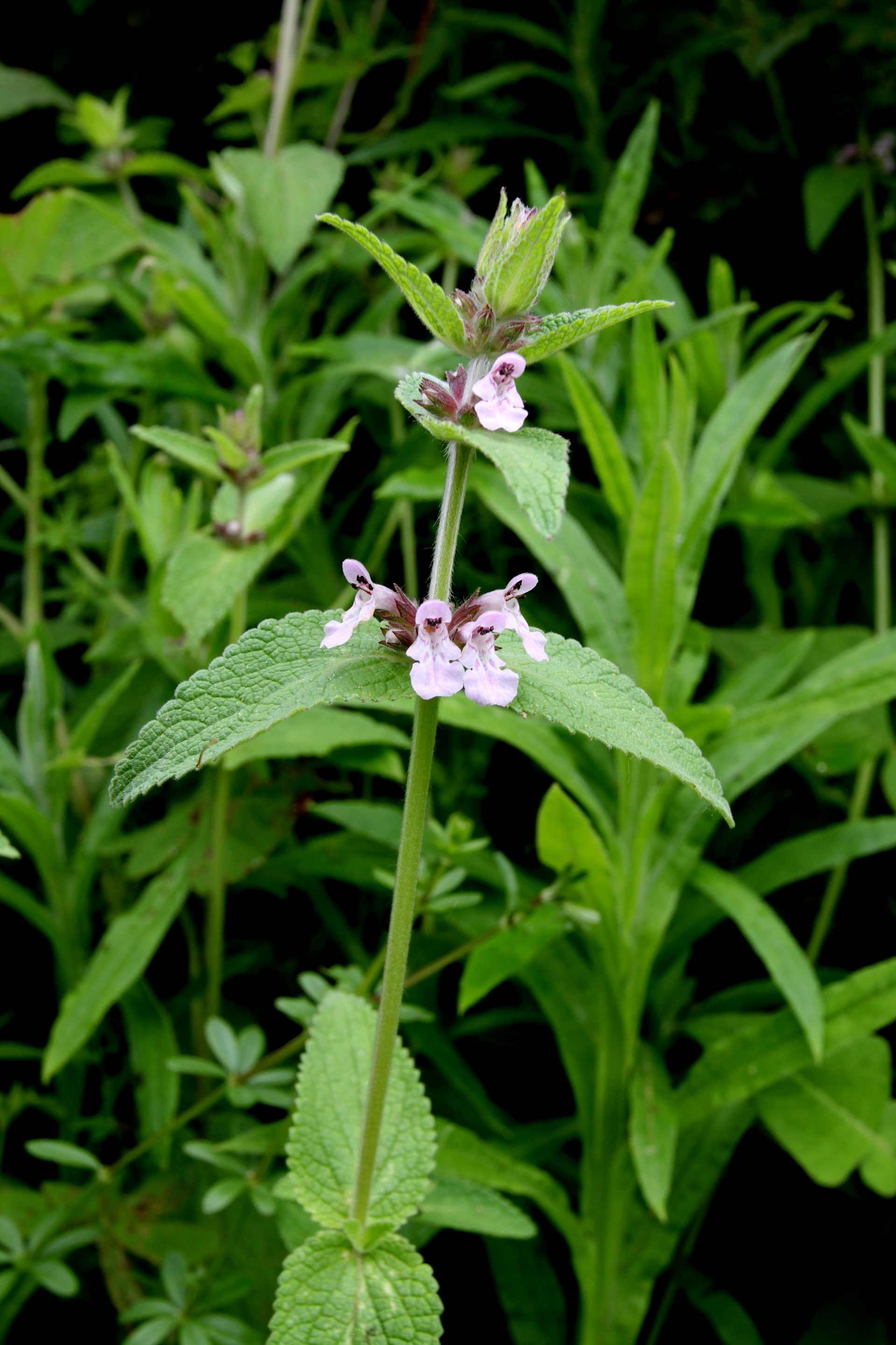 Stachys melissifolia — Lamiaceae