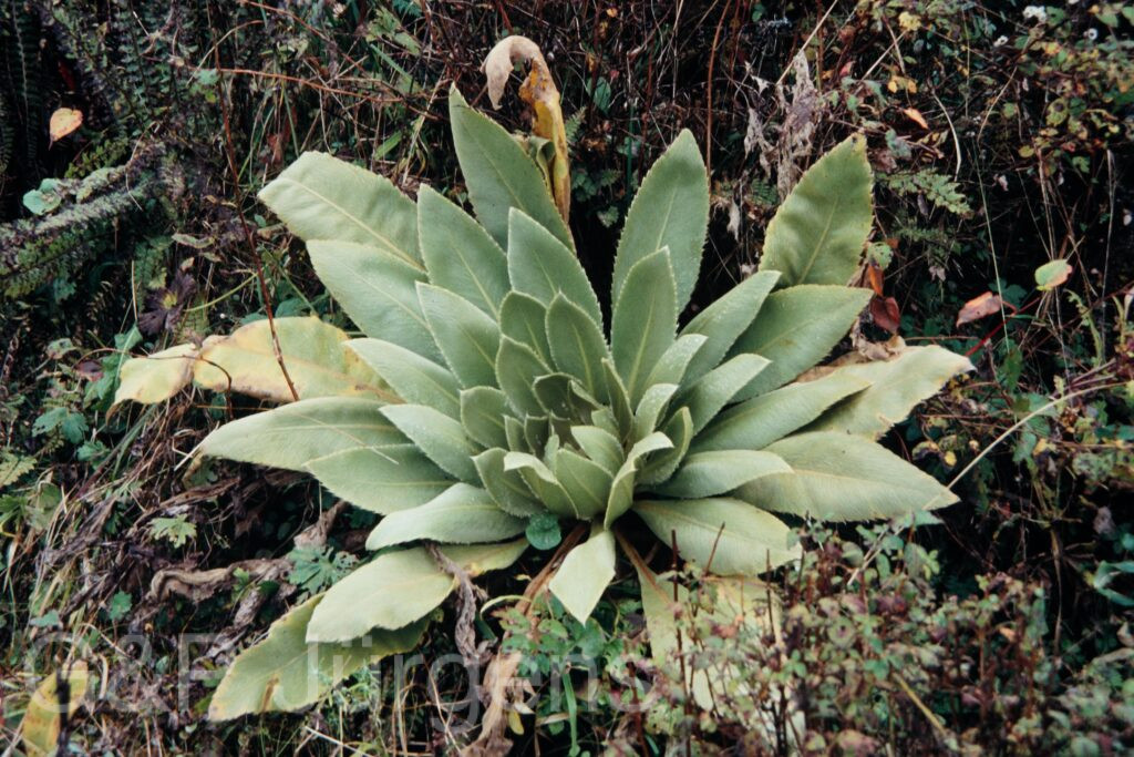 Nepal 95 136.P229 ergebnis
