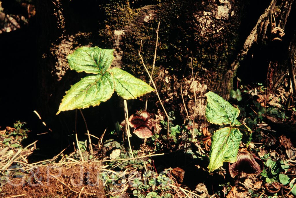 Nepal 97 249 P520