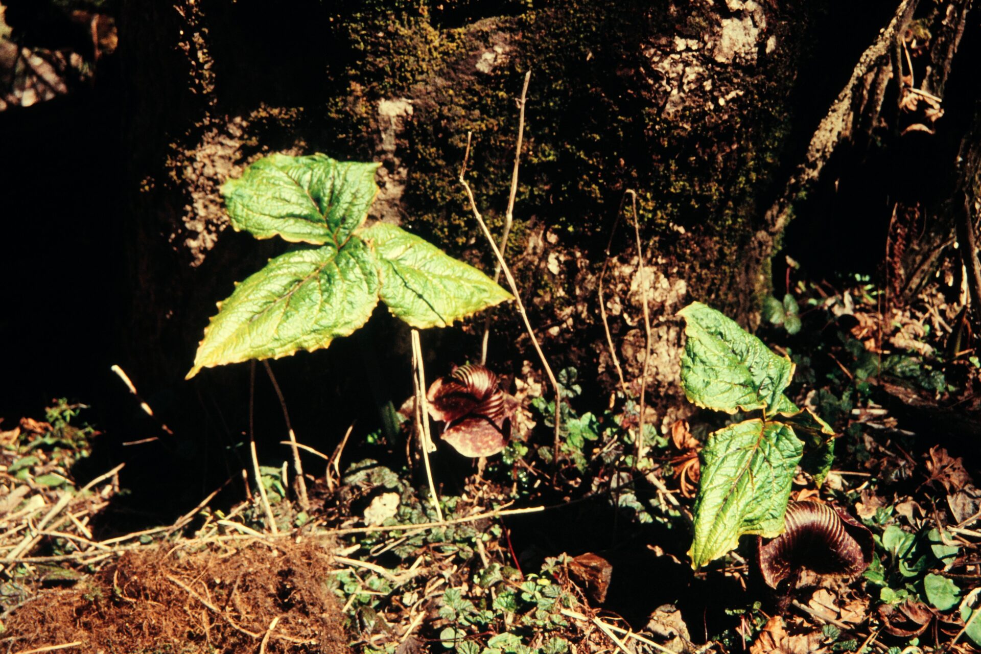 Arisaema vexillatum — Araceae