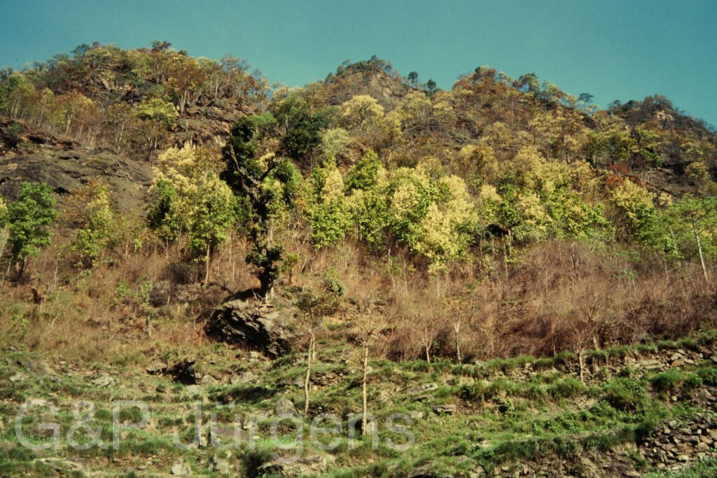Nepal 97 37 P56