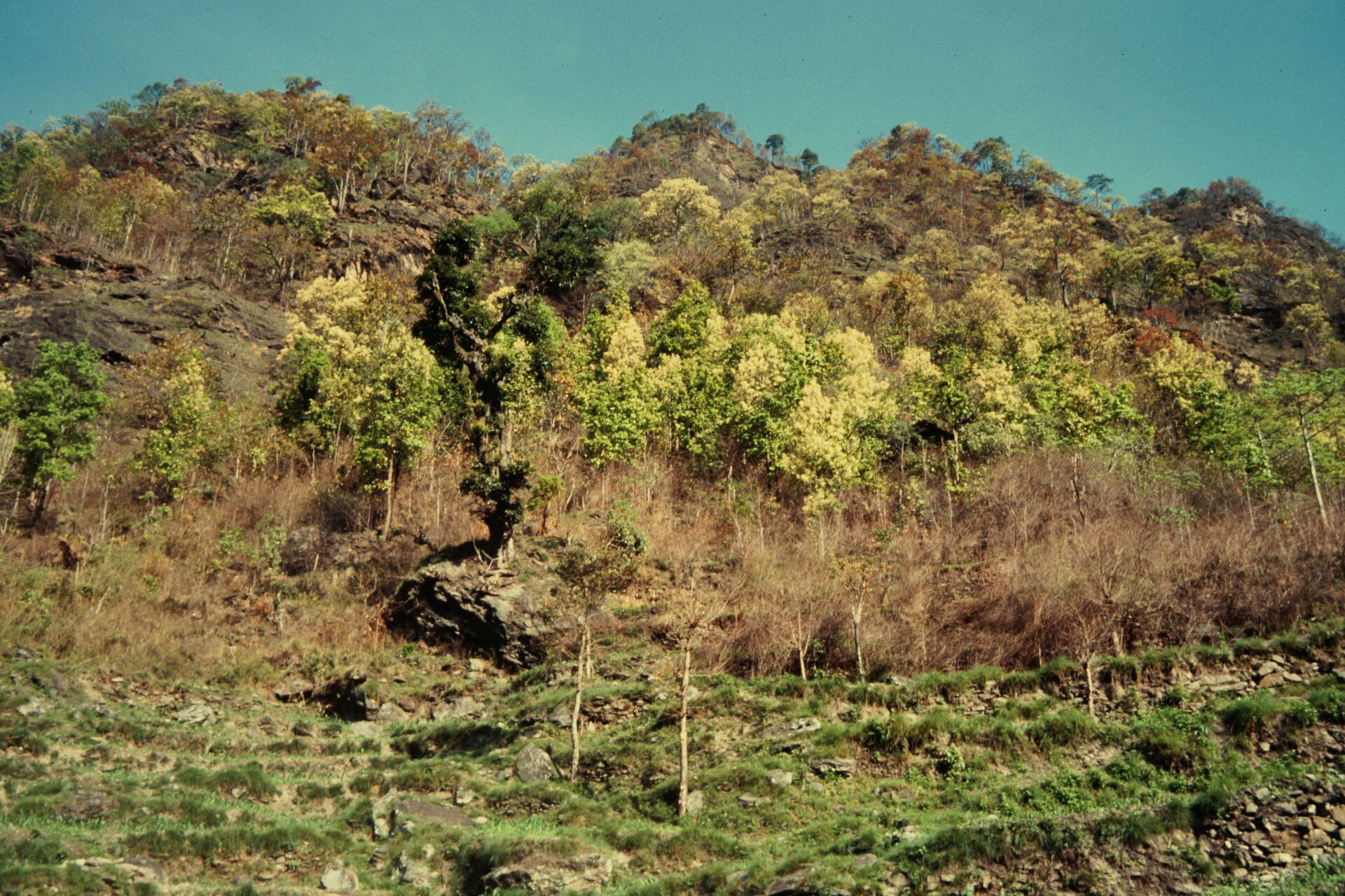 Shorea robusta — Dipterocarpaceae