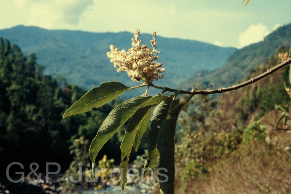 Nepal 97 42 P62