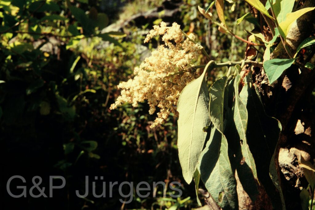 Nepal 97 43 P63