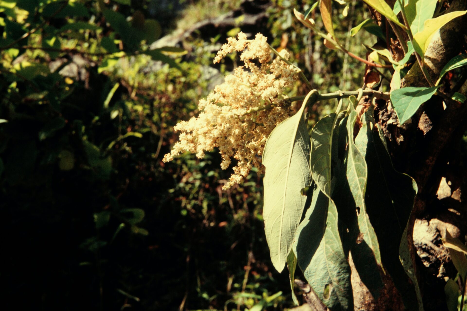 Wendlandia heynei — Rubiaceae
