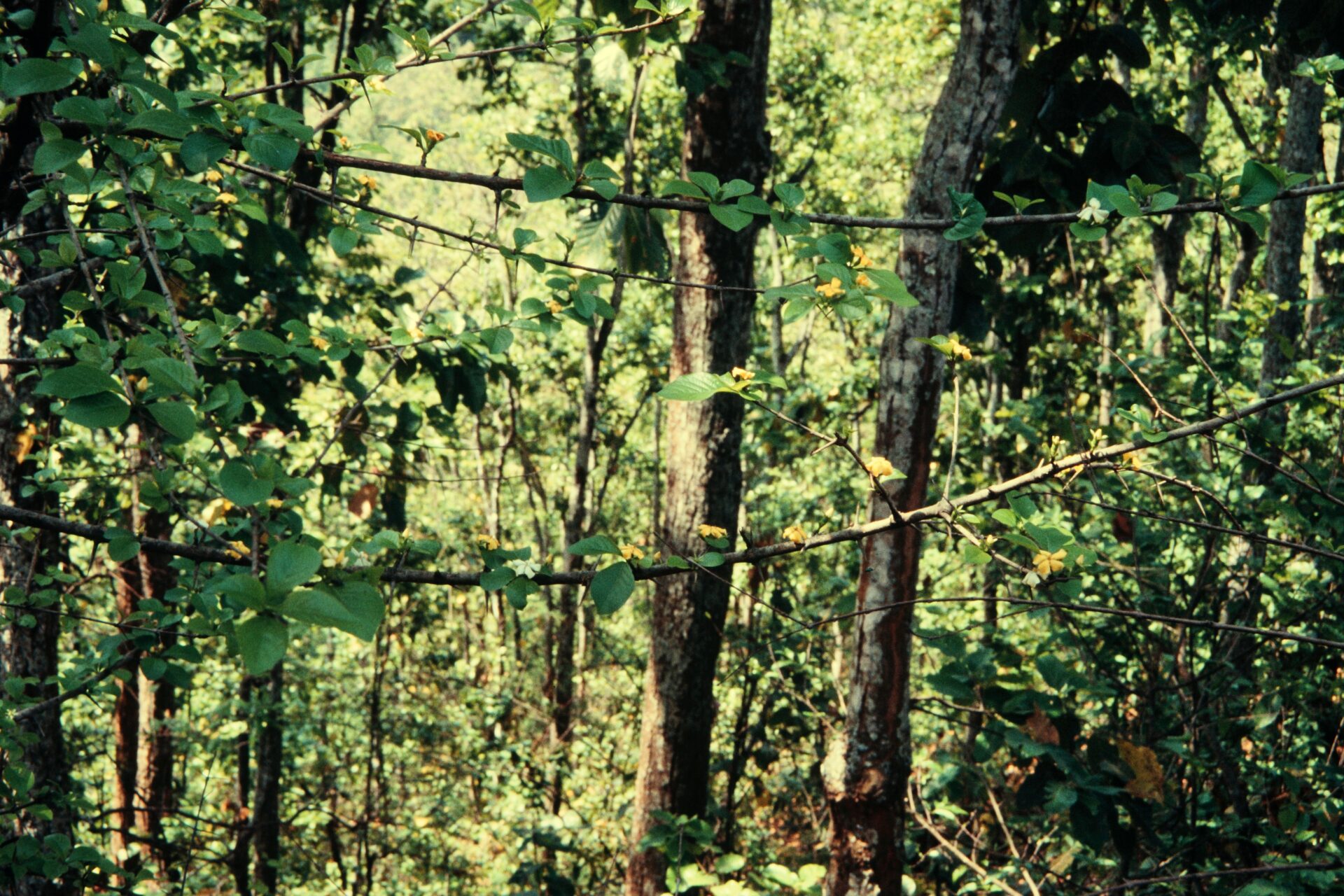 Catunaregam longispina — Rubiaceae