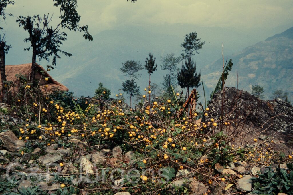 Nepal 97 9 P14