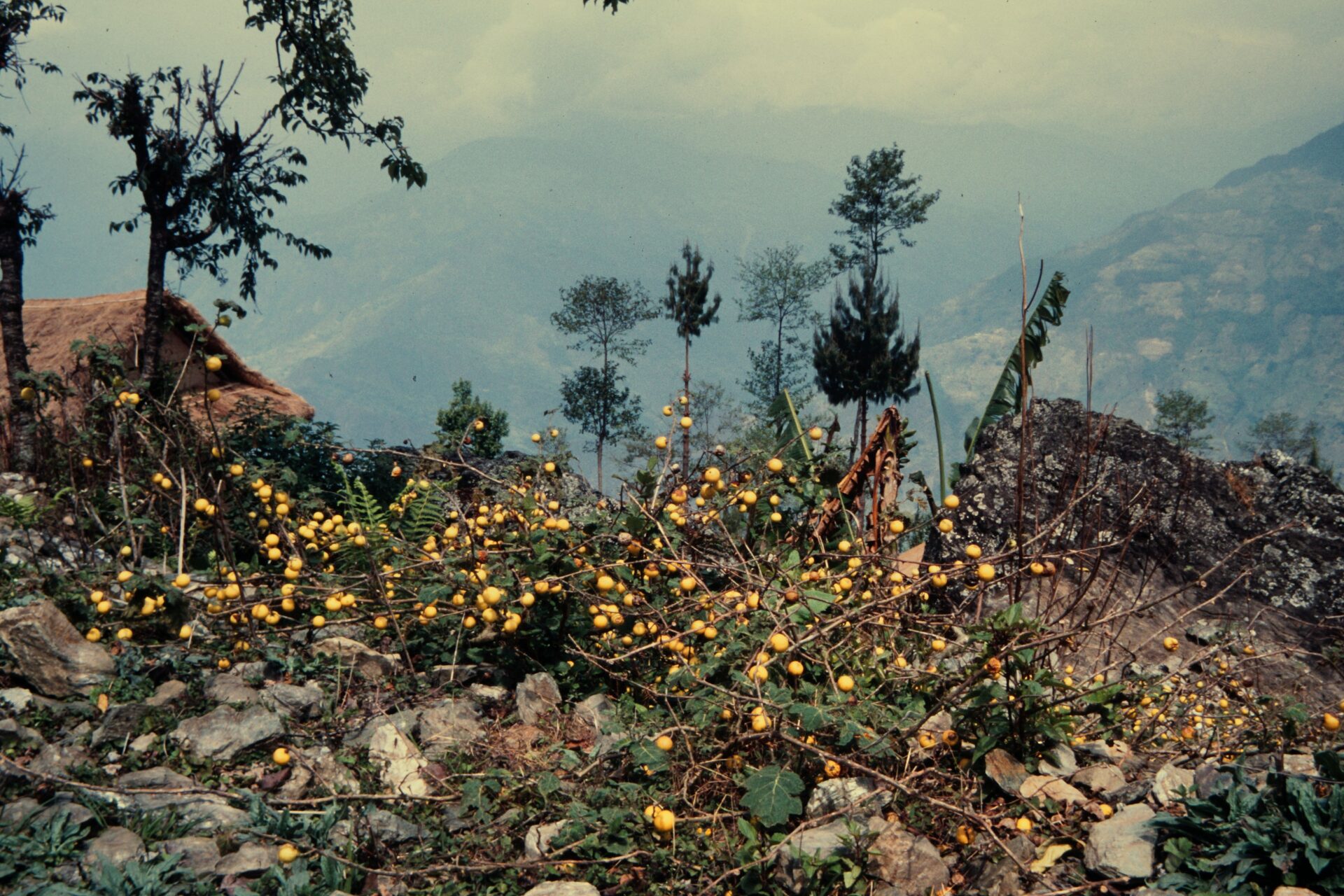 Solanum viarum — Solanaceae