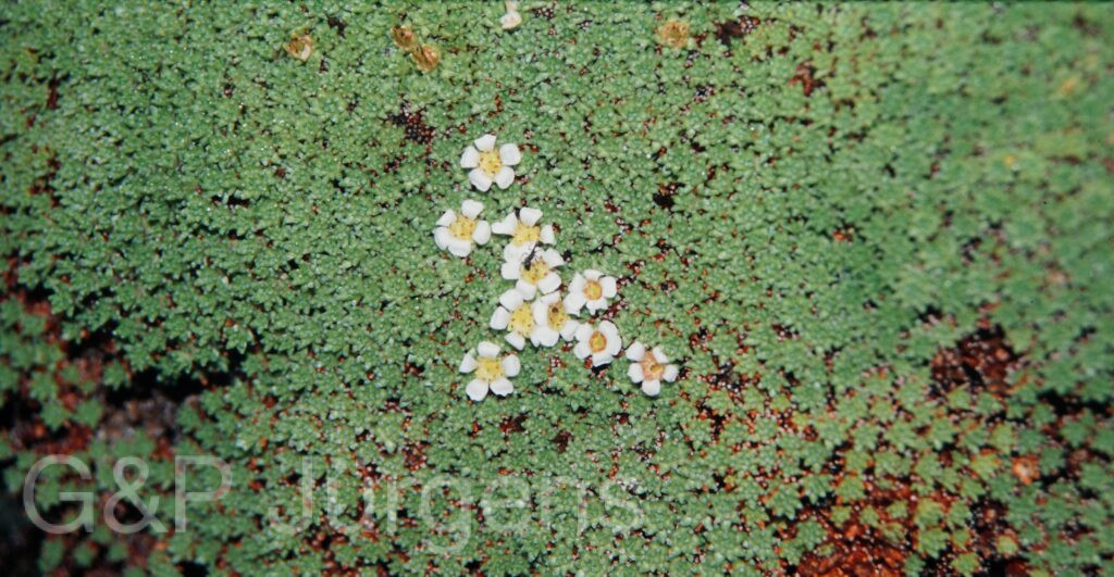 Nepal 99 593 ergebnis
