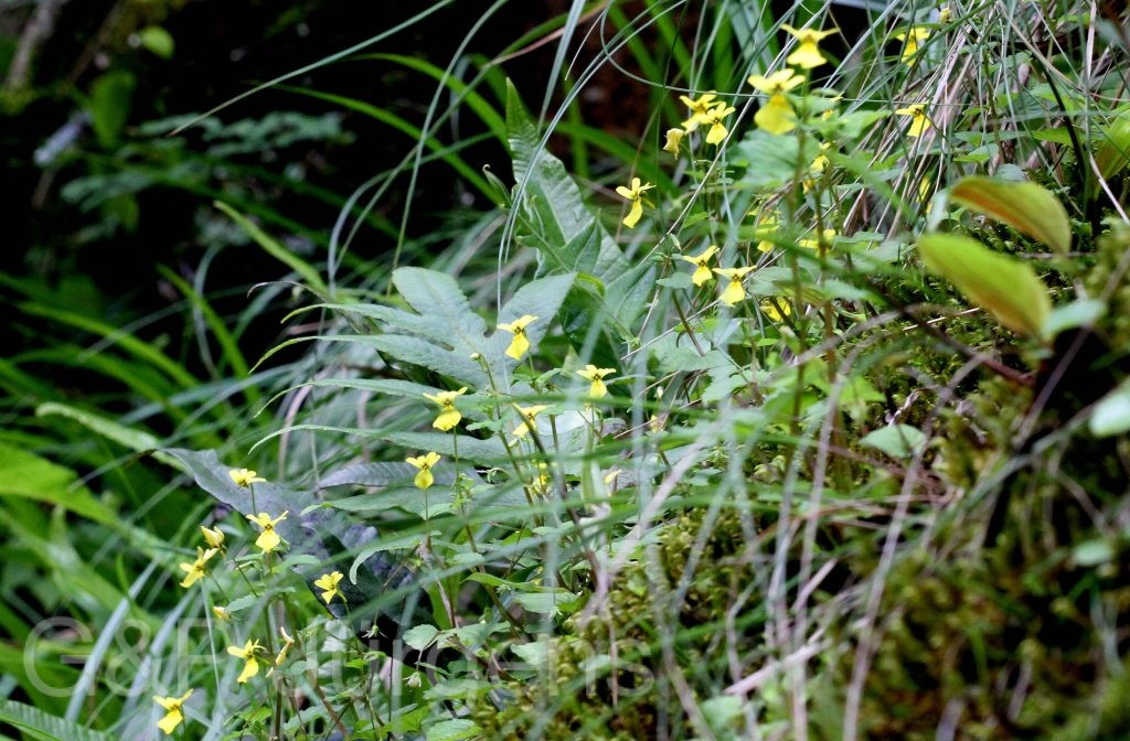 Sikkim2011 165